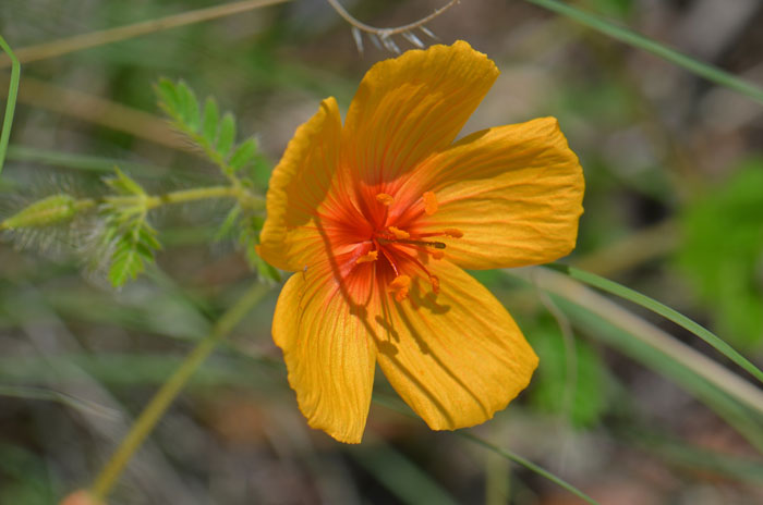 Arizona Poppy has large beautiful deep orange flowers with red centers. The flowers may grow as large as 2 ½ inches wide with excellent rainfall. Kallstroemia grandiflora 